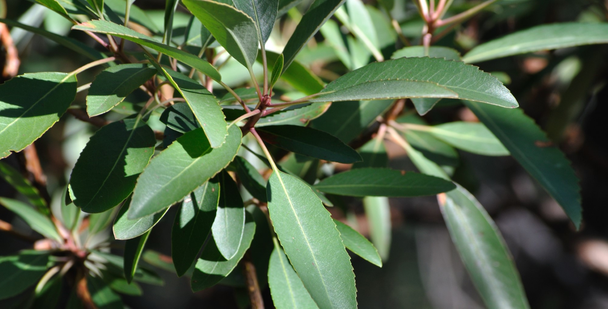 aa