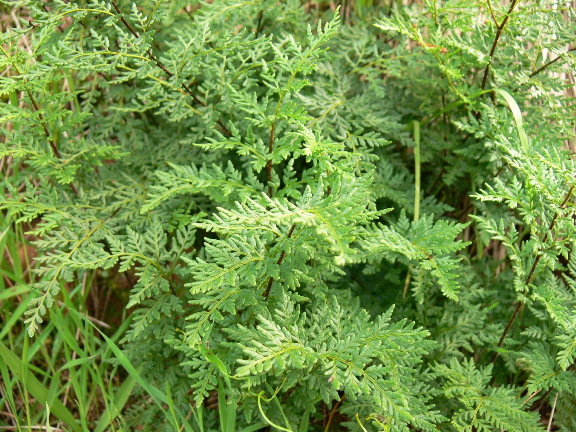 ca