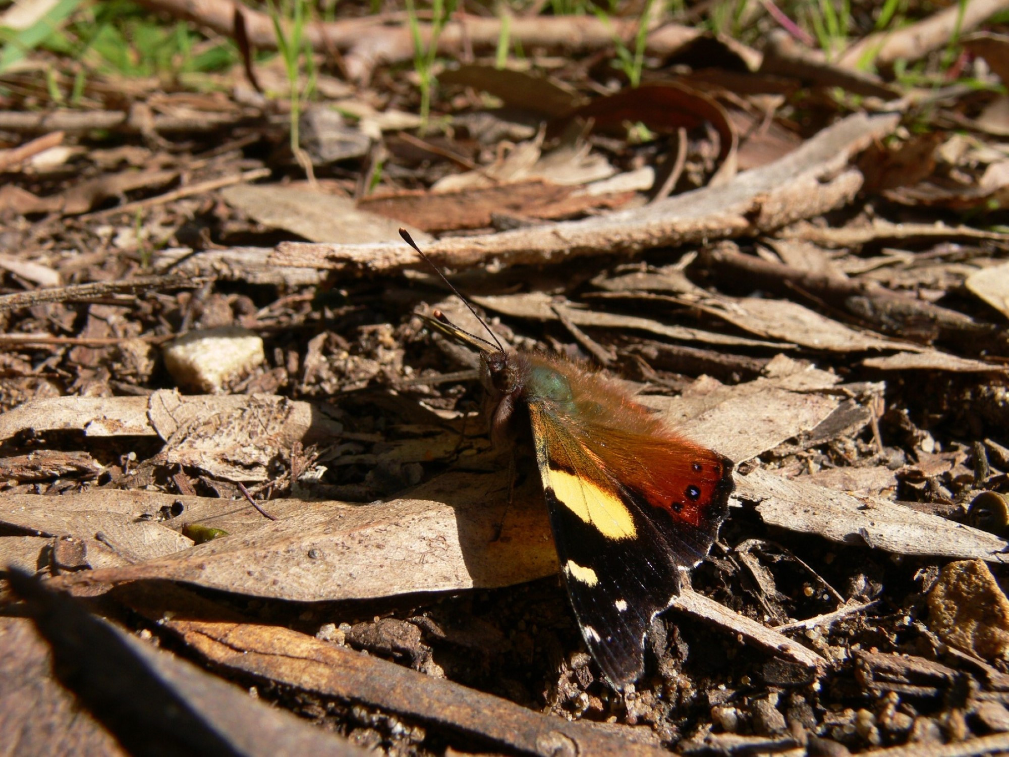 aa