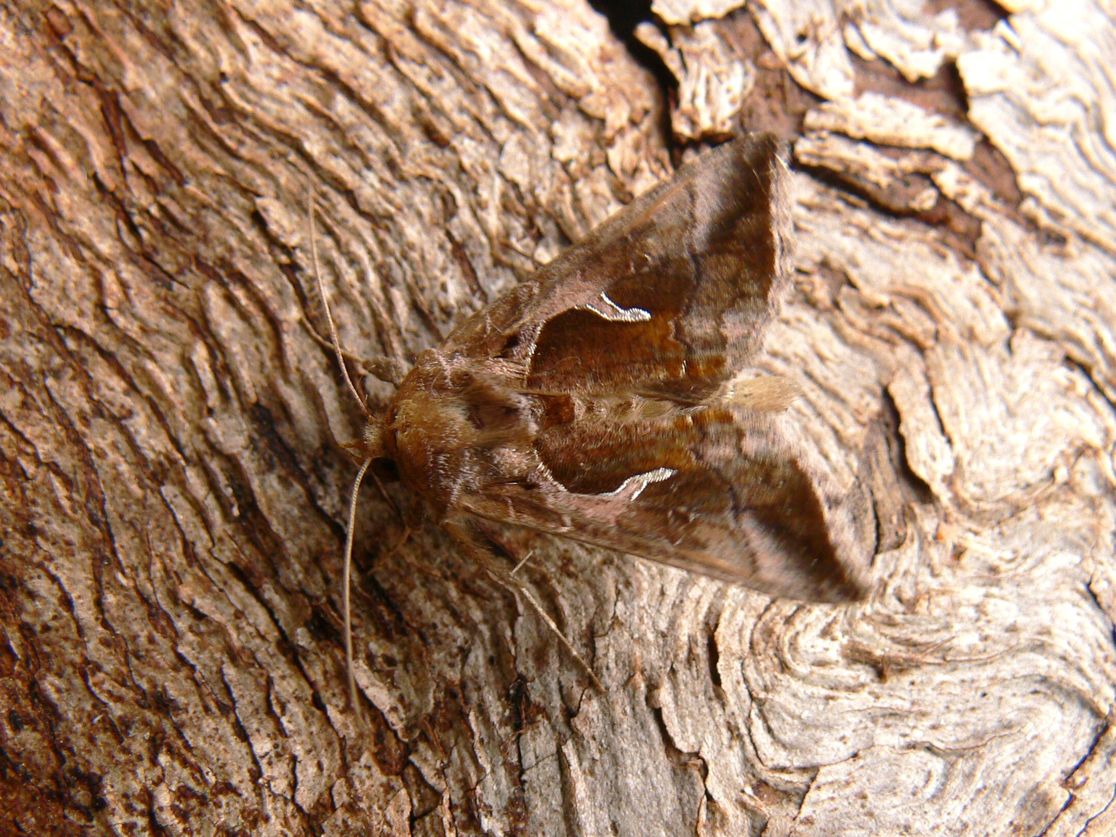 ce