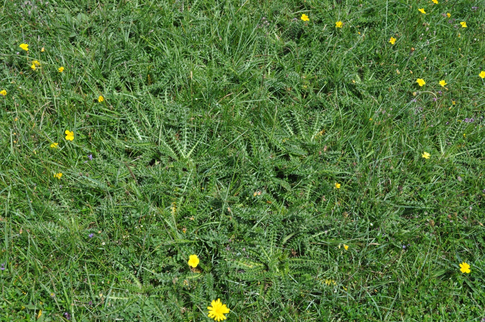 ca