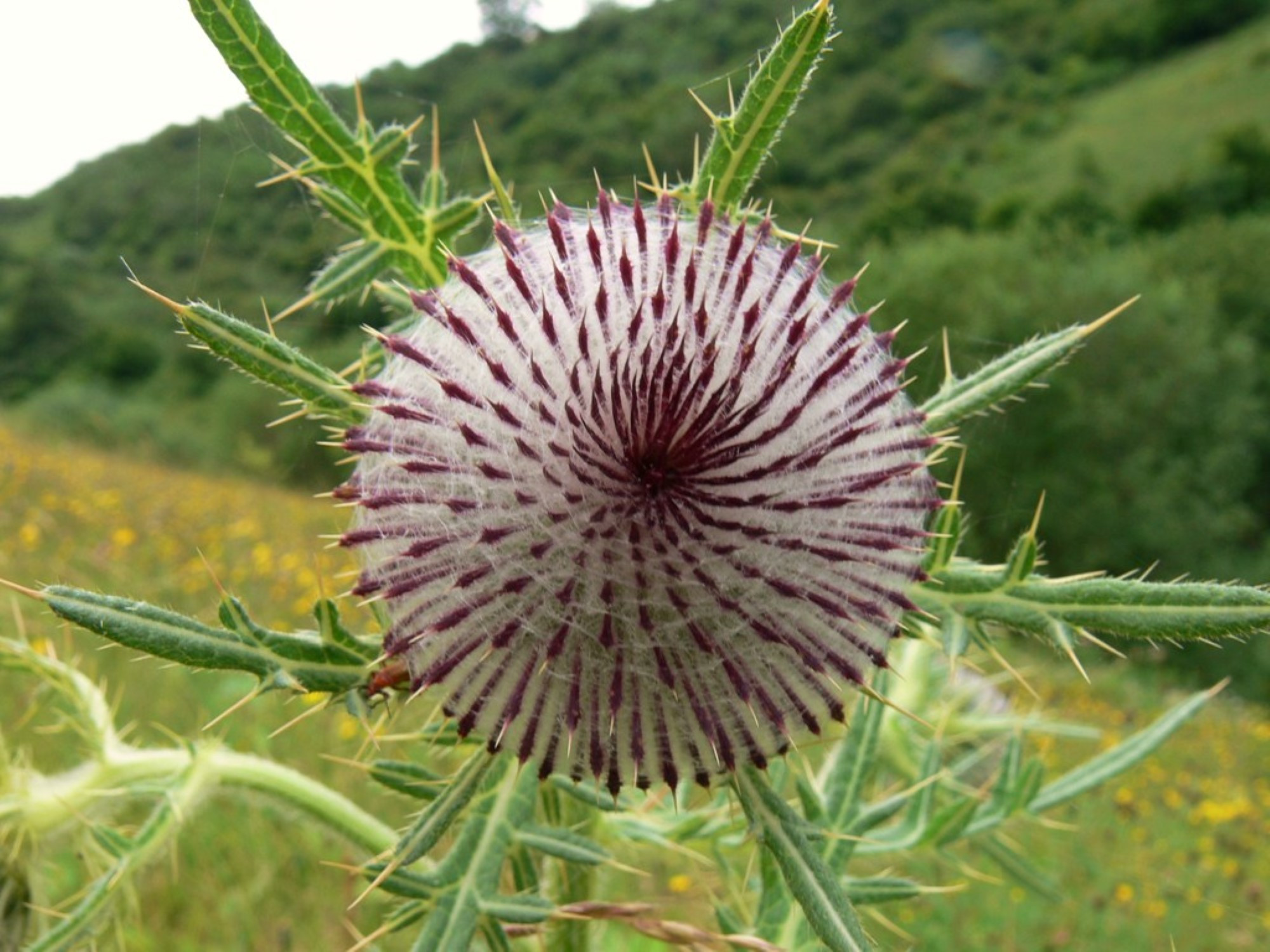 ce
