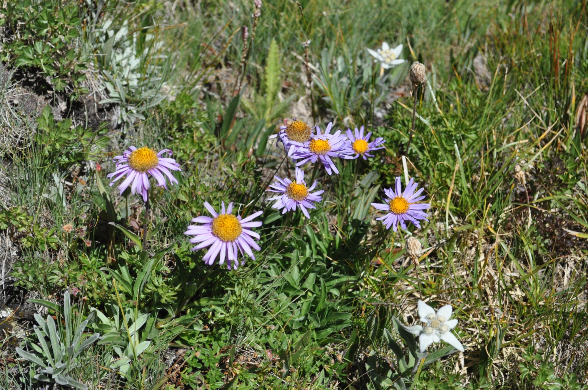 aa