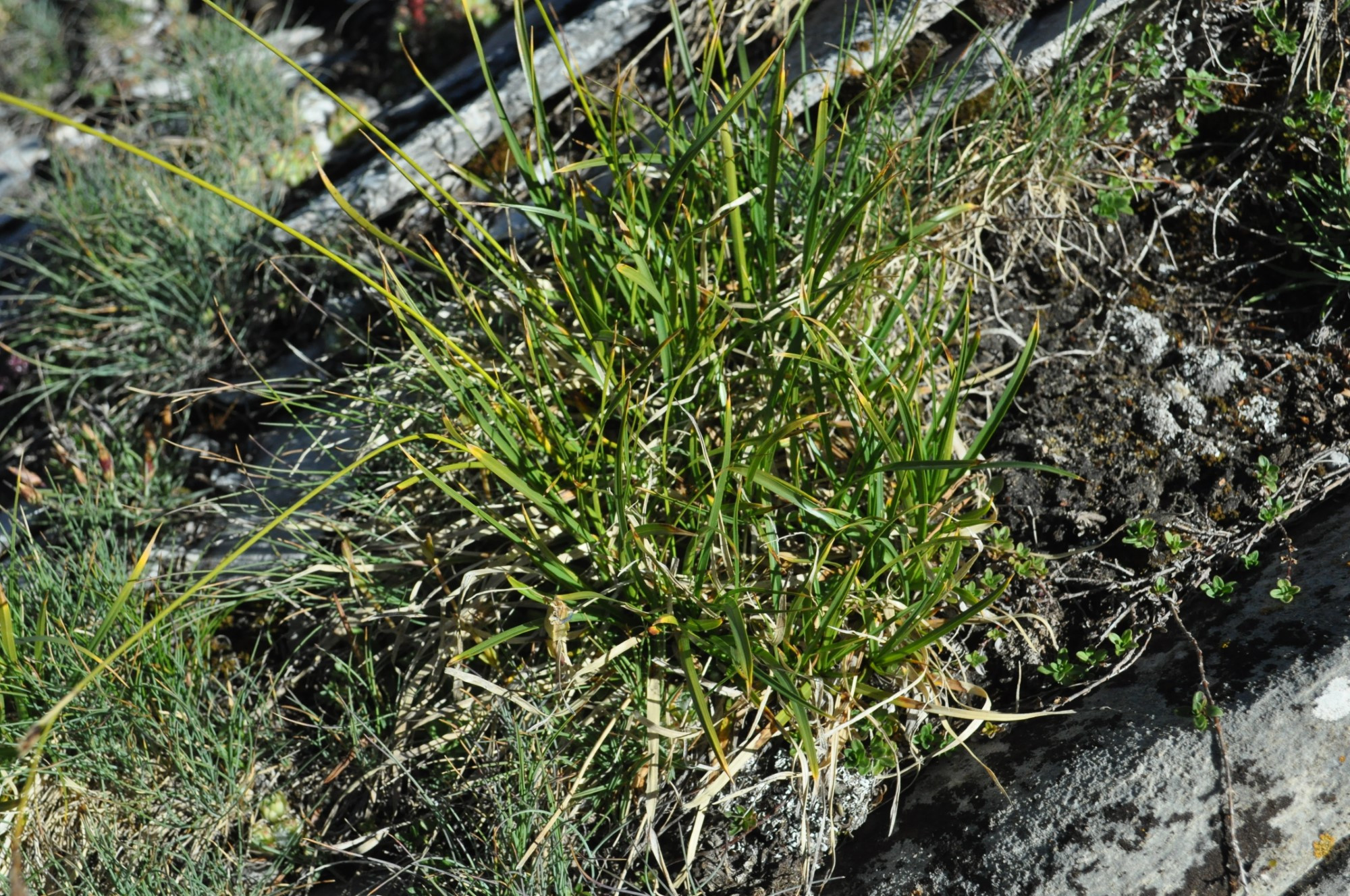 ca