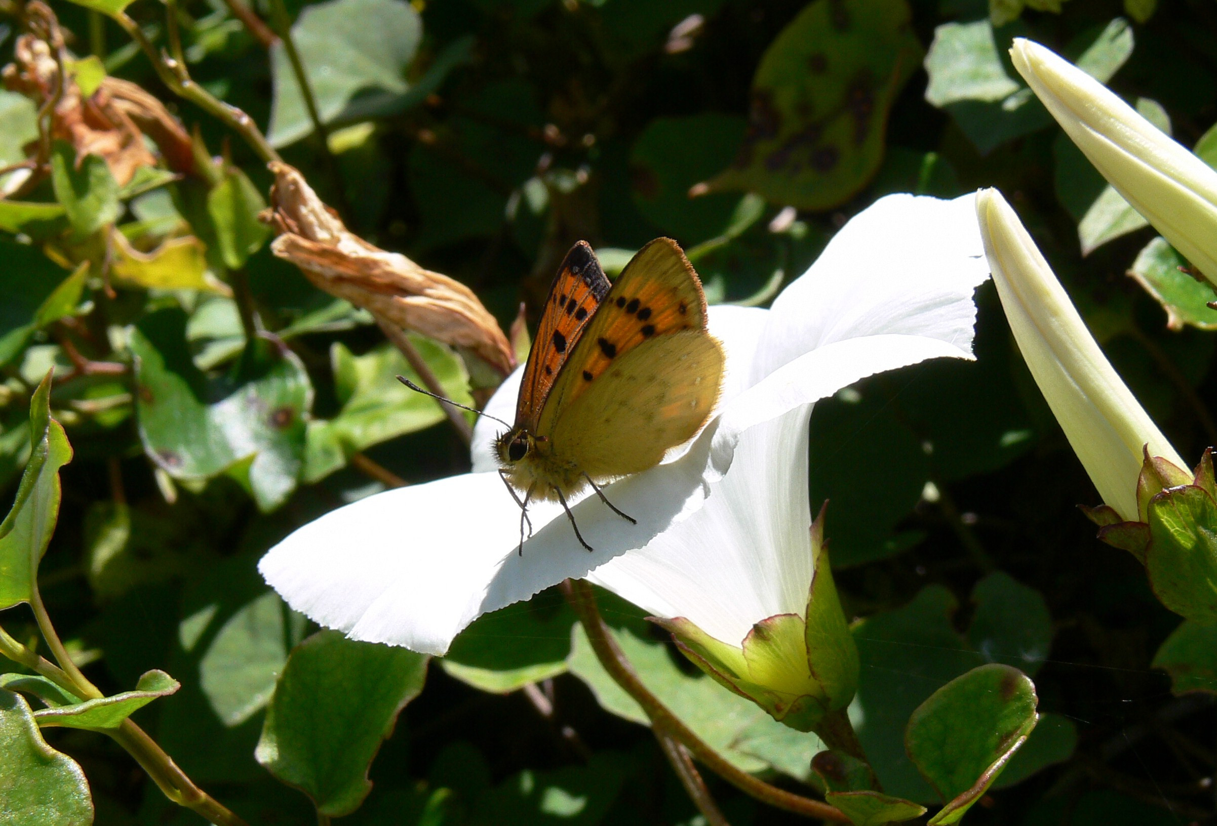 nc