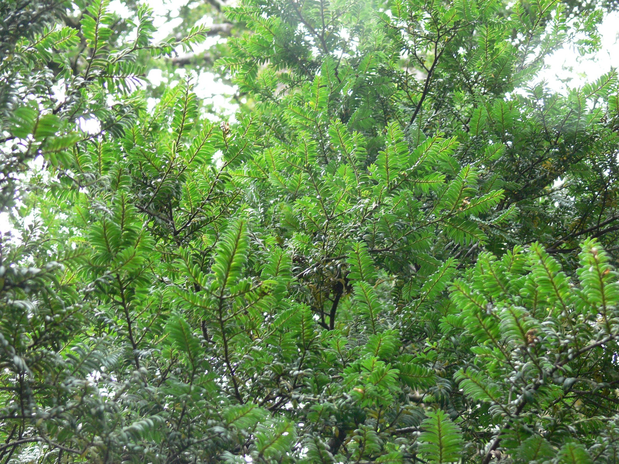 ma