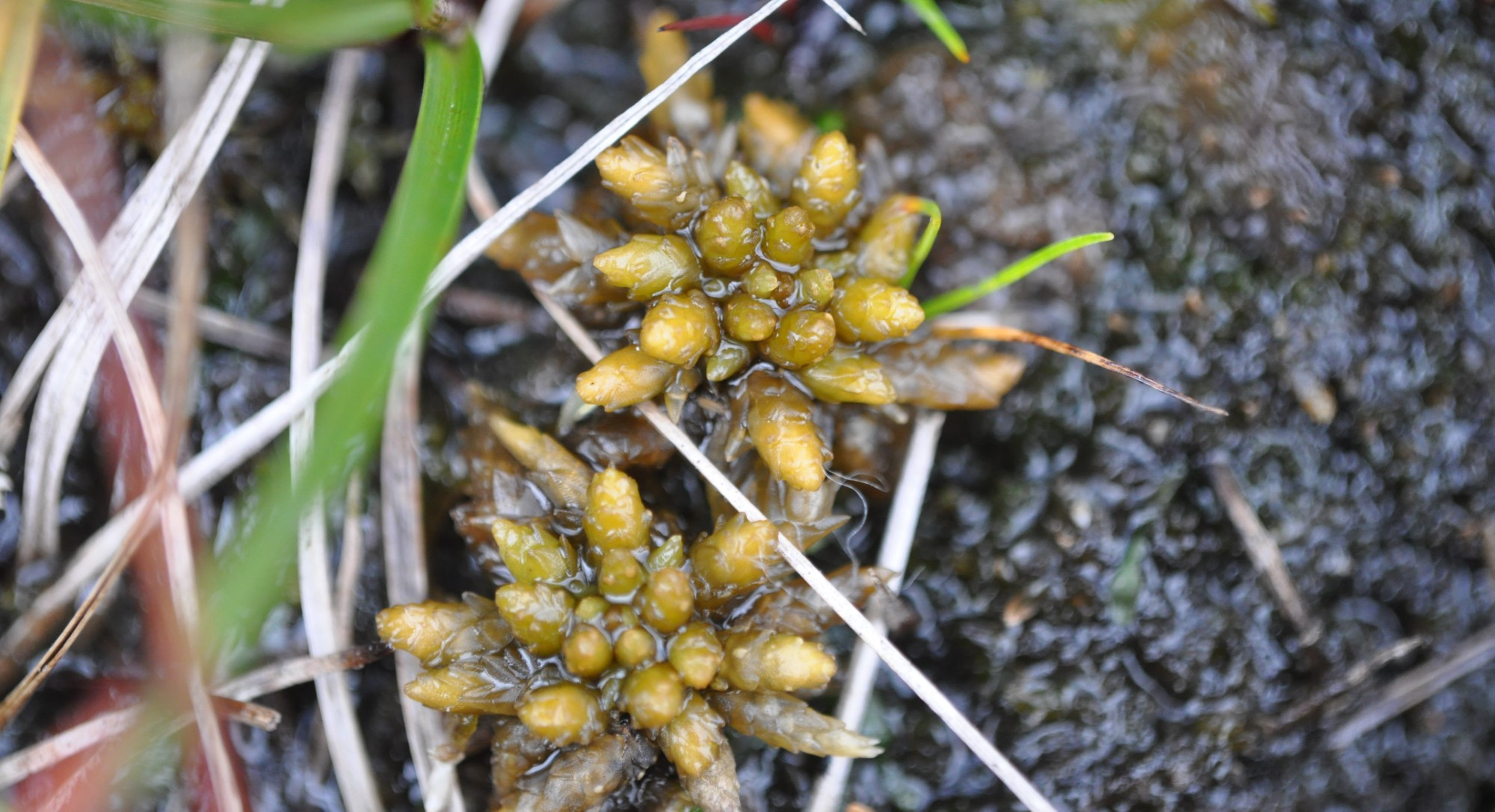 sp