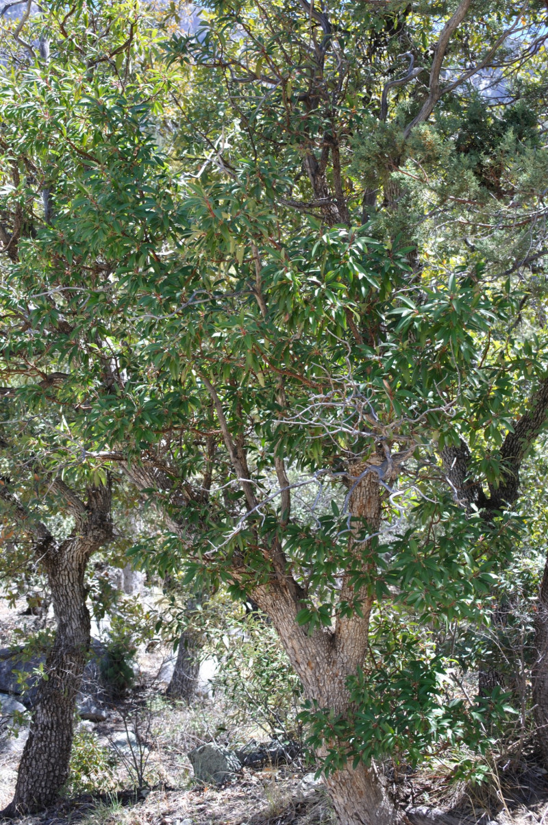 aa